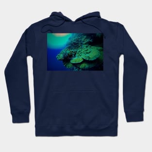 CORAL ANTHIAS OF THE RED SEA Hoodie